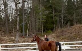 Horse Attempting Side-Walk Hops Like Rabbit - Animals - VIDEOTIME.COM