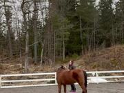Horse Attempting Side-Walk Hops Like Rabbit