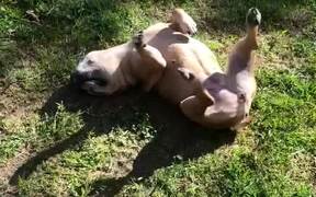 Upside-Down Dog with Lively Legs - Animals - VIDEOTIME.COM