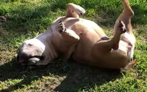 Upside-Down Dog with Lively Legs - Animals - VIDEOTIME.COM