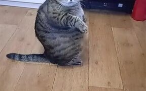 Large Cat Sits Up Like a Person - Animals - VIDEOTIME.COM