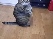 Large Cat Sits Up Like a Person