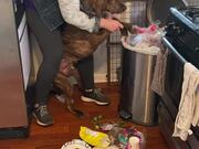 Making Louis the Catahoula Clean up His Trash Mess