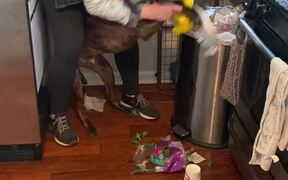 Making Louis the Catahoula Clean up His Trash Mess - Animals - VIDEOTIME.COM