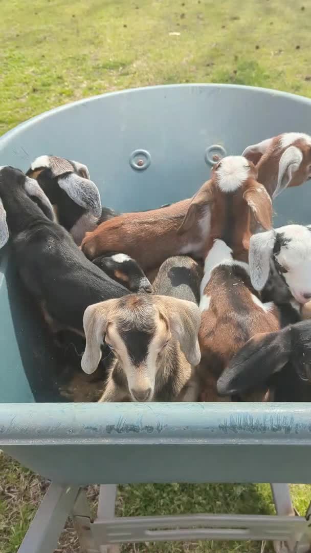 Transporting a Wheelbarrow Full of Baby Goats