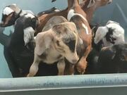 Transporting a Wheelbarrow Full of Baby Goats