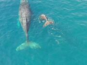 Humpback Whale and Calf in Socorro