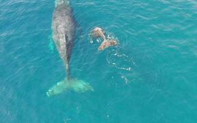 Humpback Whale and Calf in Socorro