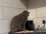 Toaster Startles Kitty Off the Counter