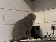Toaster Startles Kitty Off the Counter