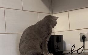 Toaster Startles Kitty Off the Counter - Animals - VIDEOTIME.COM