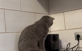 Toaster Startles Kitty Off the Counter - Animals - VIDEOTIME.COM