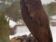 Eurasian Scops Owl Shows off Flexible Neck