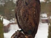 Eurasian Scops Owl Shows off Flexible Neck