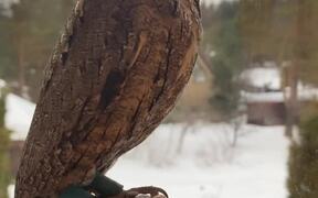 Eurasian Scops Owl Shows off Flexible Neck - Animals - VIDEOTIME.COM