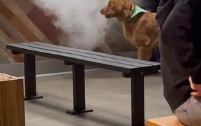 Doggo Tried to Fight the Fog but He ‘Mist’ - Animals - VIDEOTIME.COM