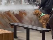 Doggo Tried to Fight the Fog but He ‘Mist’