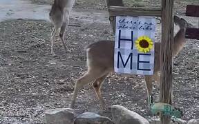Deer Getting Feisty For Food