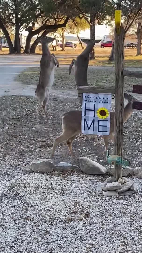 Deer Getting Feisty For Food