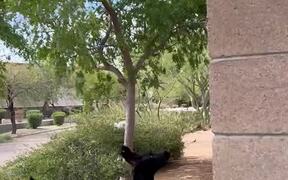Great Dane Greeting Neighbor Dog Over Fence - Animals - VIDEOTIME.COM
