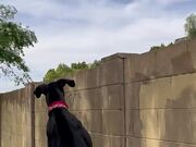 Great Dane Greeting Neighbor Dog Over Fence