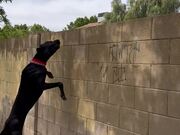 Great Dane Greeting Neighbor Dog Over Fence