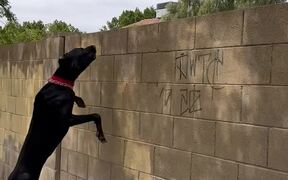 Great Dane Greeting Neighbor Dog Over Fence - Animals - VIDEOTIME.COM
