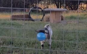 Billy Plays with Blue Ball - Animals - VIDEOTIME.COM