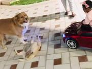 Child in Toy Car Doesn't Want Dogs to Fight