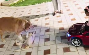 Child in Toy Car Doesn't Want Dogs to Fight - Animals - VIDEOTIME.COM