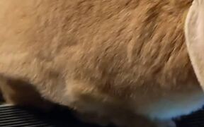 Zero Fluffs Given - Animals - VIDEOTIME.COM