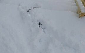 Pet Ferret Plays in the Snow - Animals - VIDEOTIME.COM