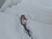 Pet Ferret Plays in the Snow