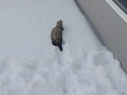 Pet Ferret Plays in the Snow