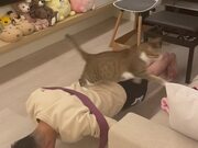 Cat Helps Its Owner with Push-Ups - Animals - Y8.COM
