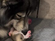 Mama Dog Snuggles With Her Pup