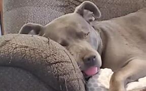 Sleeping Pit Bull Has Wild Dreams - Animals - VIDEOTIME.COM