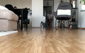 Cat Crashes into the Camera - Animals - VIDEOTIME.COM