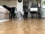 Cat Crashes into the Camera