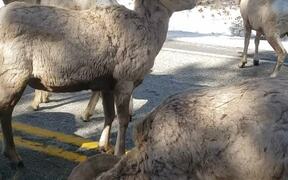 Big Horn Sheep Road Block in Montana - Animals - VIDEOTIME.COM