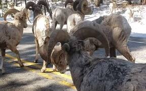 Big Horn Sheep Road Block in Montana