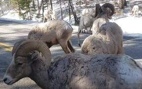 Big Horn Sheep Road Block in Montana - Animals - VIDEOTIME.COM