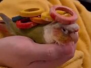 Stacking Wooden Rings on Green Cheeked Conure