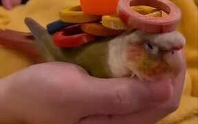 Stacking Wooden Rings on Green Cheeked Conure - Animals - VIDEOTIME.COM