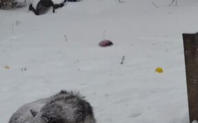 Dog Doesn't Want to Come Inside From Snow Storm - Animals - VIDEOTIME.COM