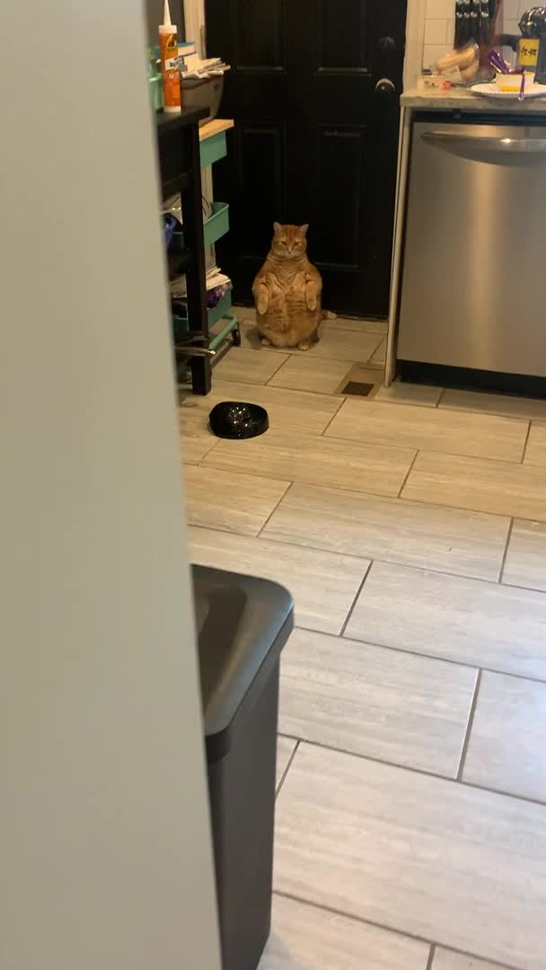 Real-Life Garfield Stands in the Corner
