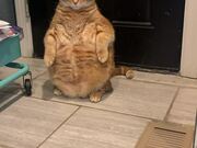 Real-Life Garfield Stands in the Corner
