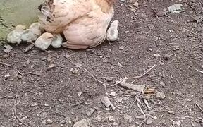 Mama Chicken Protects Chicks From Lizard - Animals - VIDEOTIME.COM