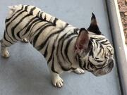 Fearsome Tiger Striped Frenchie