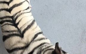 Fearsome Tiger Striped Frenchie - Animals - VIDEOTIME.COM